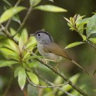 Mountain Fulvetta